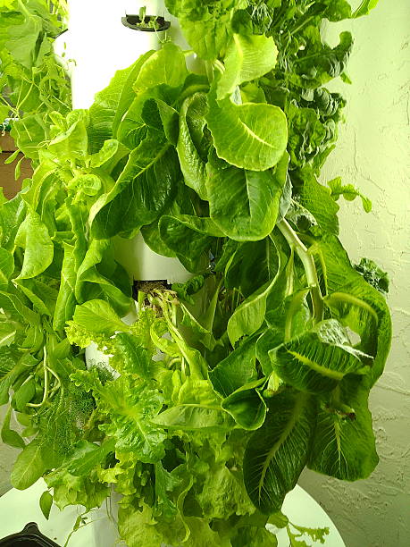 hydroponic tower garden