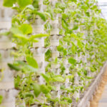 Hydroponic Tower Garden