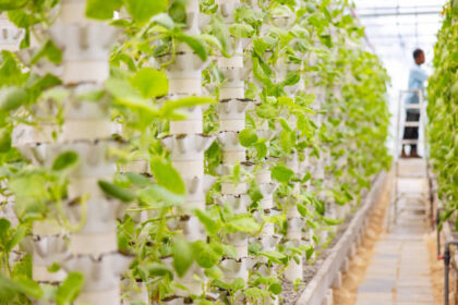 Hydroponic Tower Garden