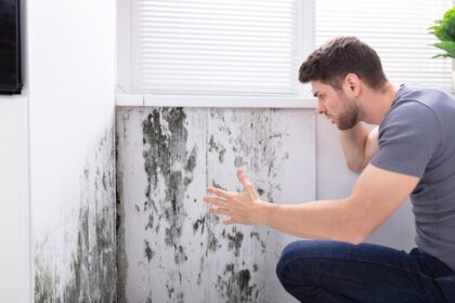 mold damage