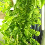 hydroponic tower garden