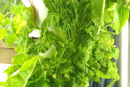 hydroponic tower garden