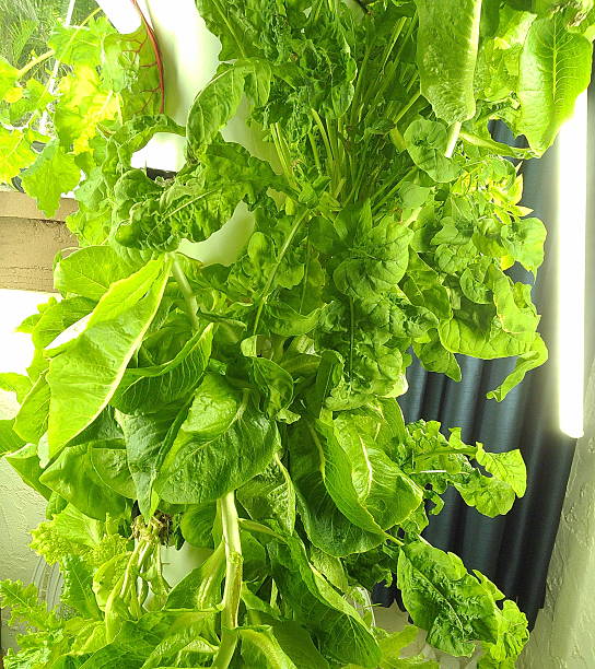 hydroponic tower garden